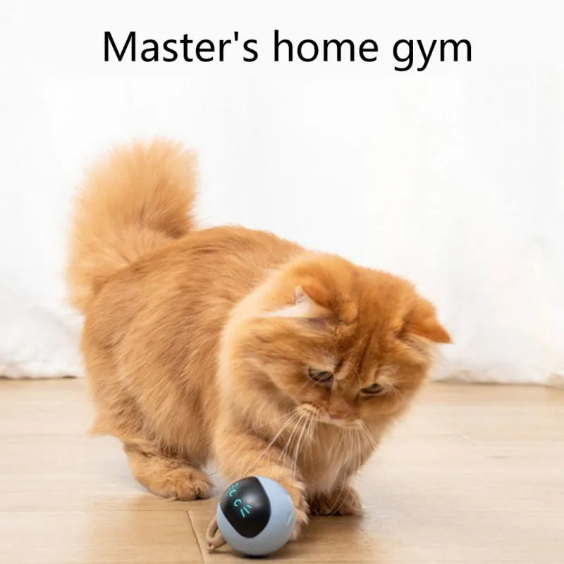 Interactive Cat Toy